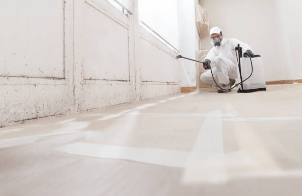 Black mold remediation team in Gowen