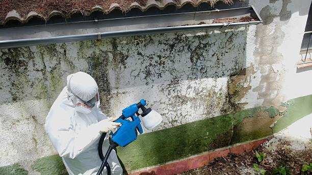 Mold Removal service in Gowen